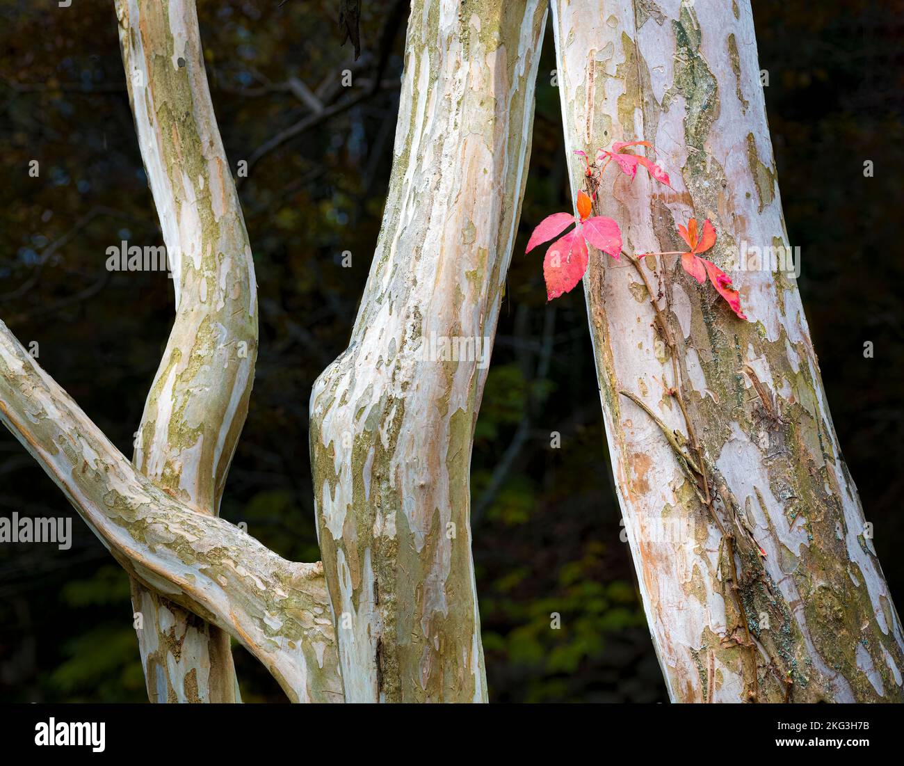 Leaves of Virginia creeper (Parthenocissus quinquefolia) in fall on trunk of crepe myrtle tree (Lagerstroemia sp.). Stock Photo