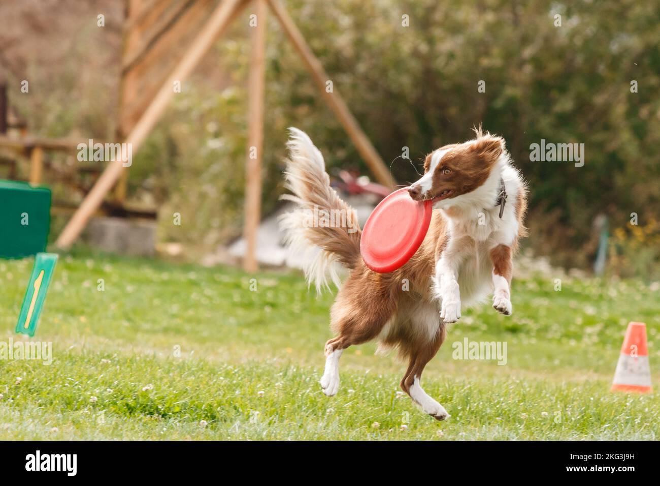 Dog catching flying disk in jump, pet playing outdoors in a park ...