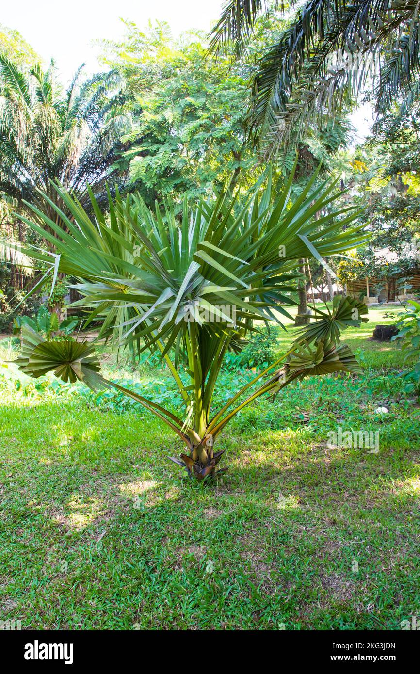 Palm trees in the park hi-res stock photography and images - Alamy