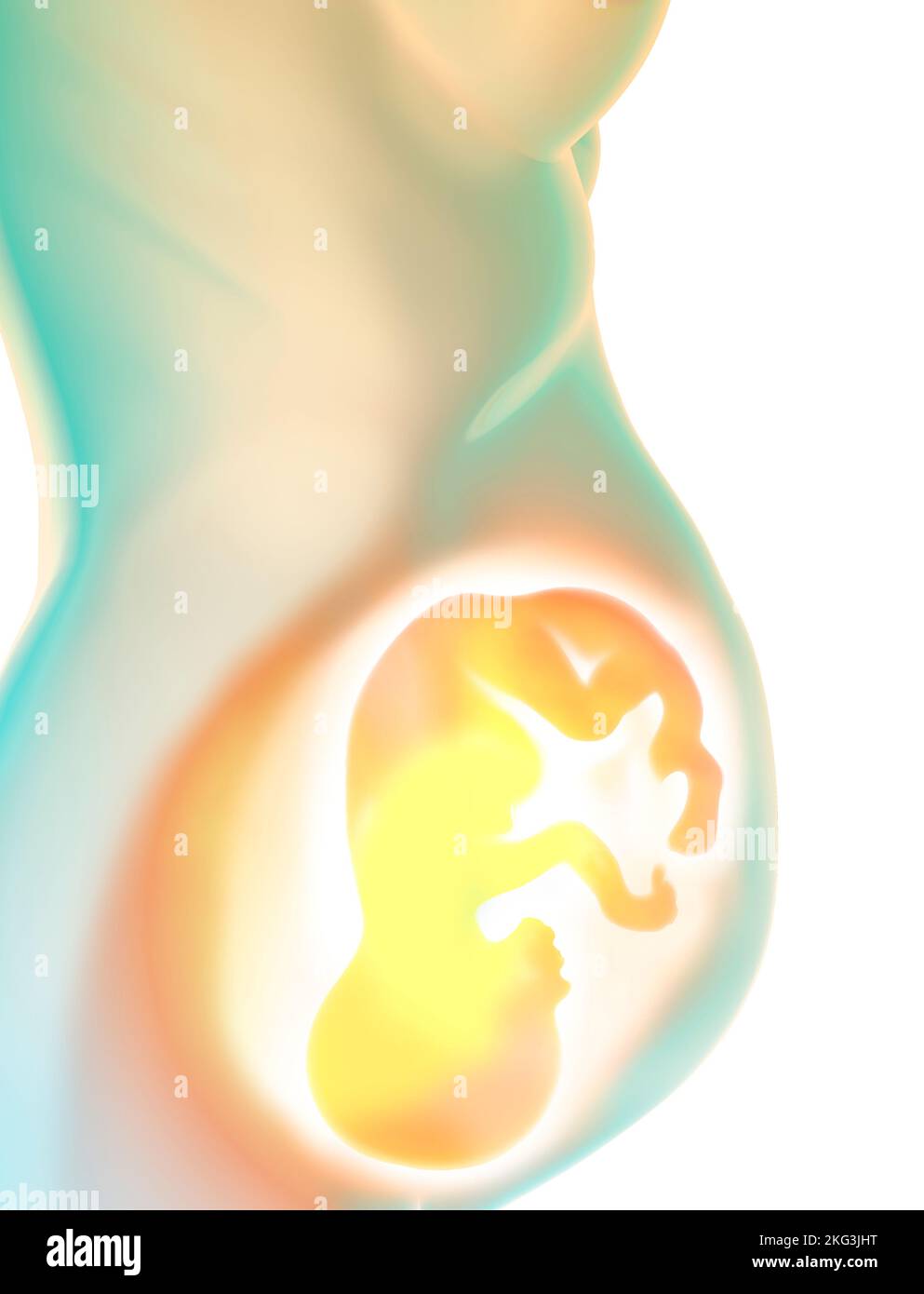 Growth of the fetus, umbilical cord, nourishment and energy for the evolution of the baby. Connection between fetus and placenta. 3d rendering Stock Photo