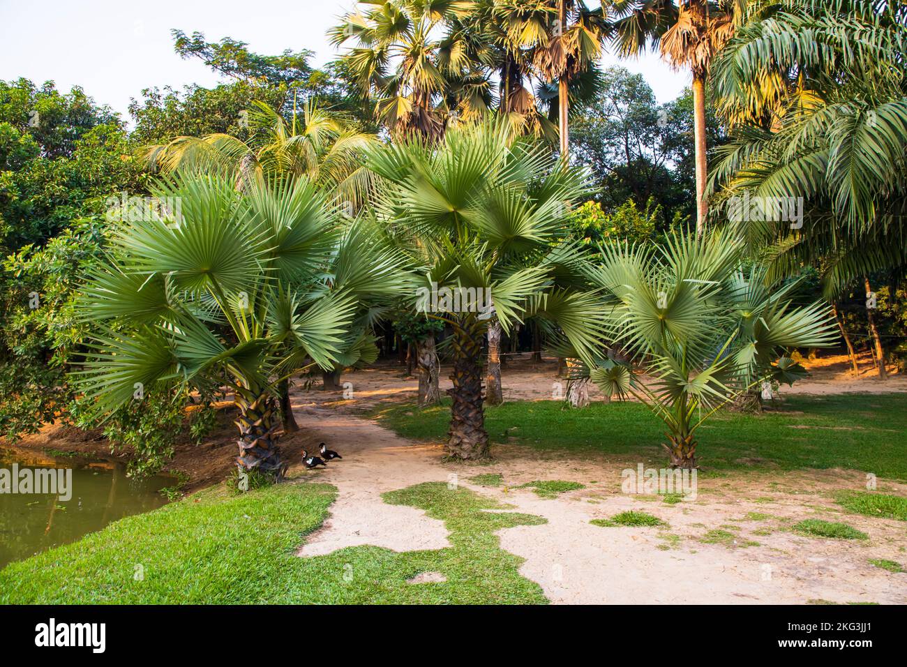 Palm trees in the park hi-res stock photography and images - Alamy