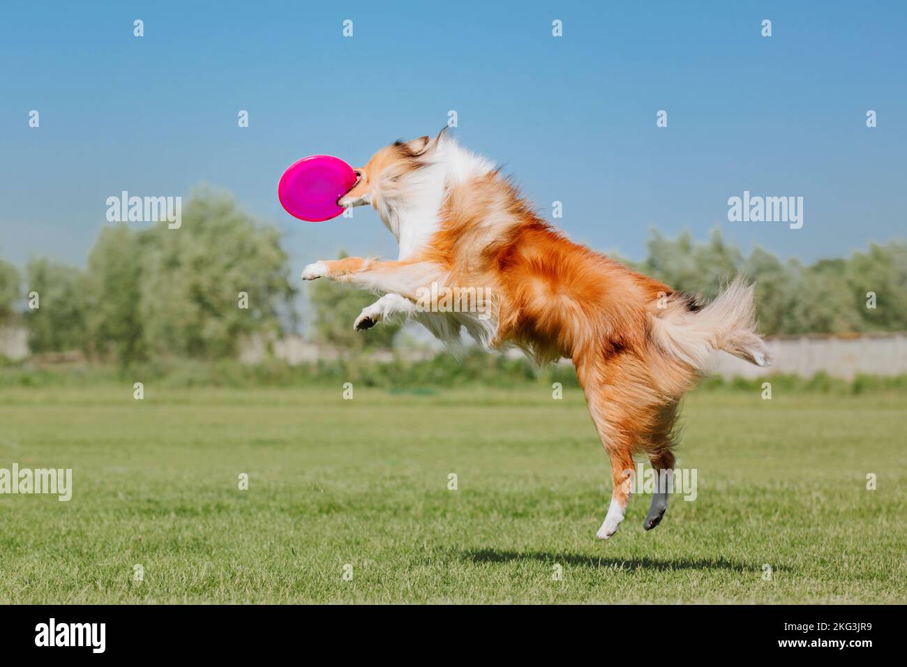 Dog catching flying disk in jump, pet playing outdoors in a park ...