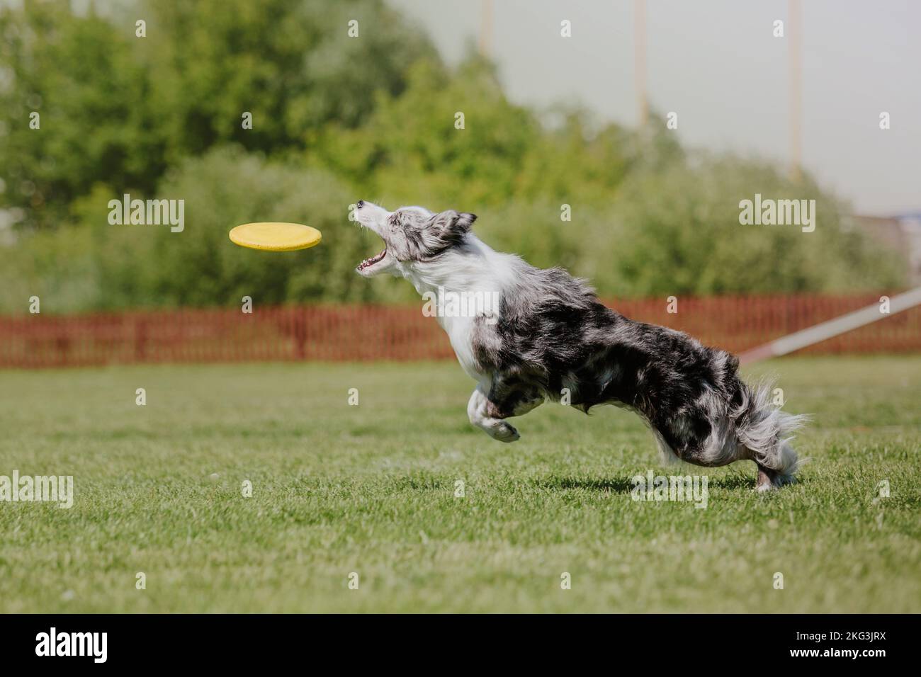 Dog catching flying disk in jump, pet playing outdoors in a park ...