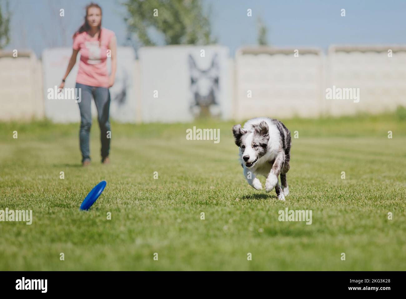 Dog catching flying disk in jump, pet playing outdoors in a park ...