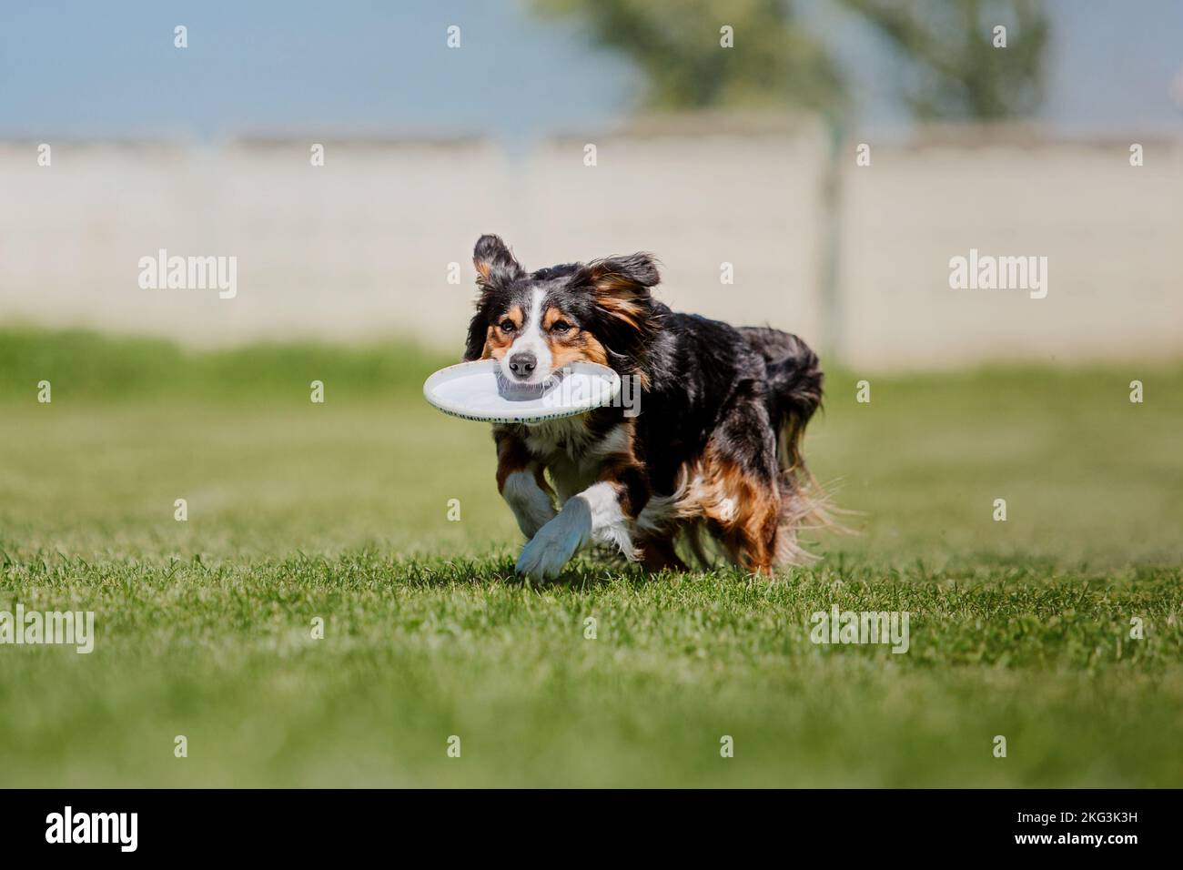Dog catching flying disk in jump, pet playing outdoors in a park ...