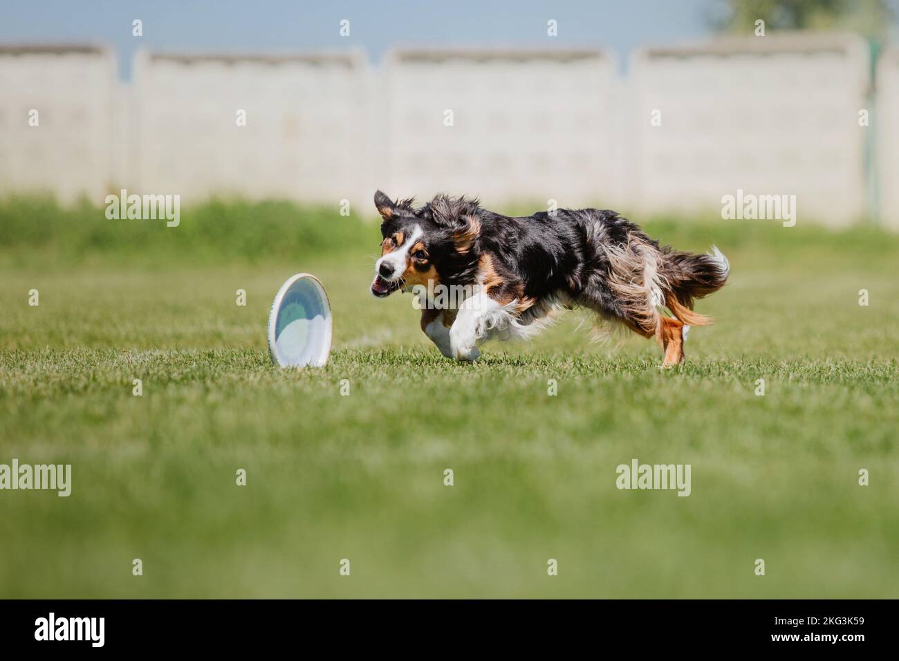Dog catching flying disk in jump, pet playing outdoors in a park