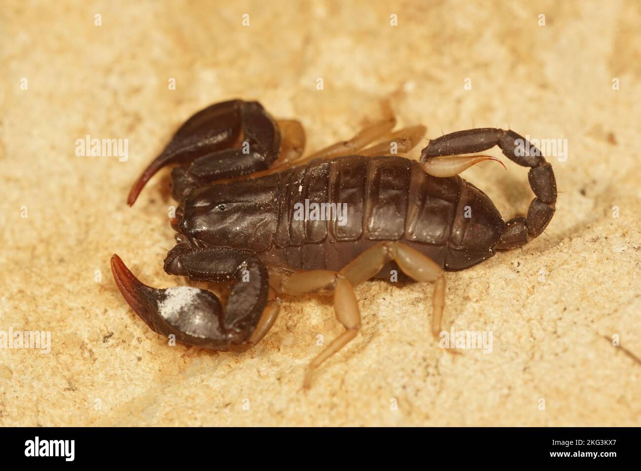 Closeup on the European yellow-tailed scorpion, Euscorpious flavicaudis sitting on a stone Stock Photo