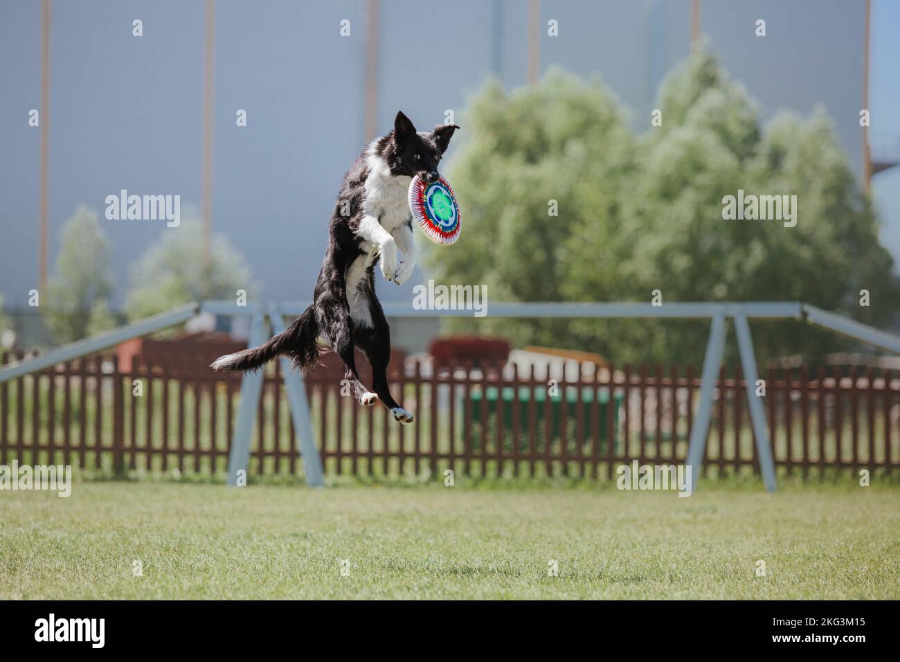 Dog catching flying disk in jump, pet playing outdoors in a park ...