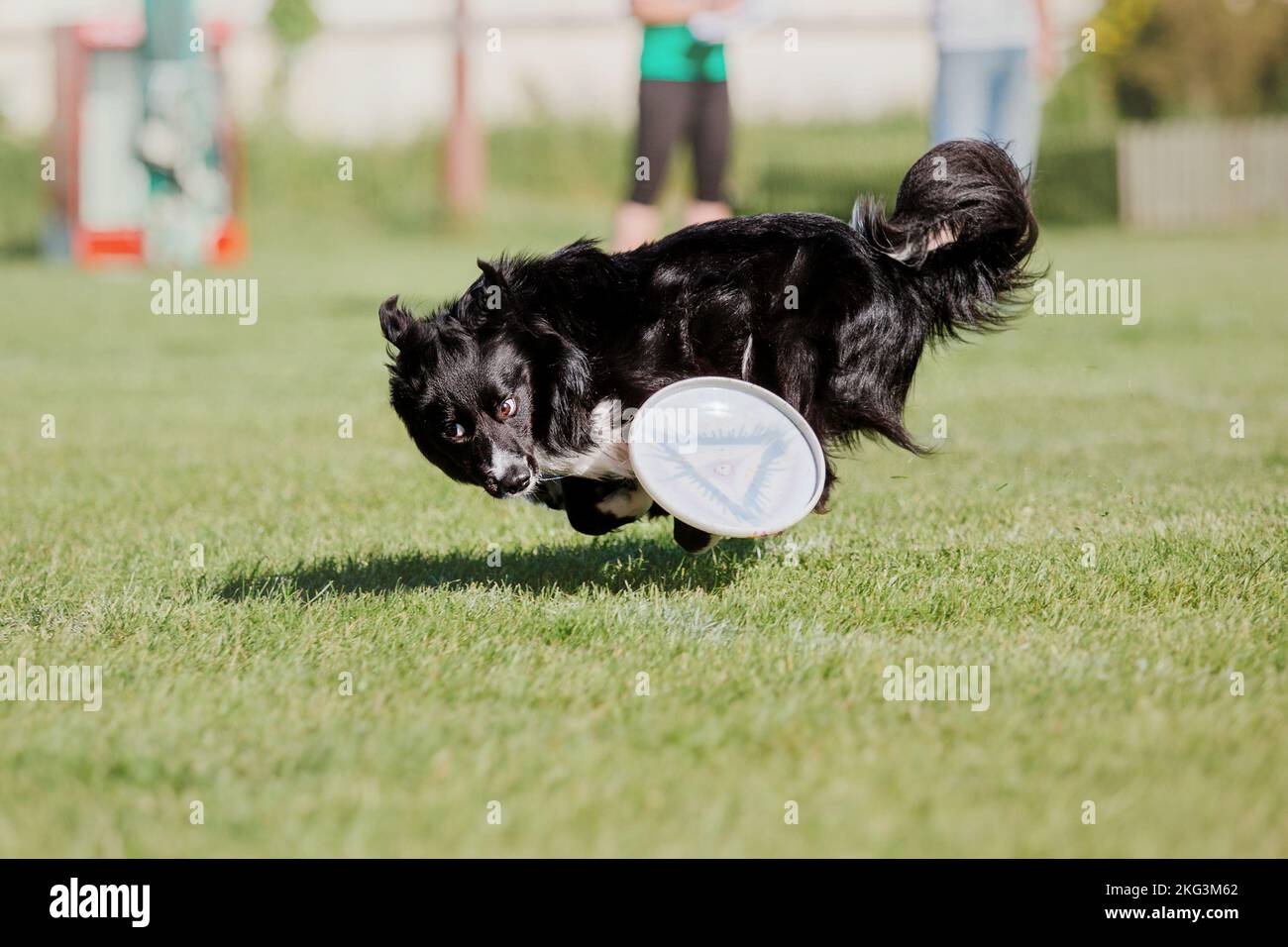 Dog catching flying disk in jump, pet playing outdoors in a park ...