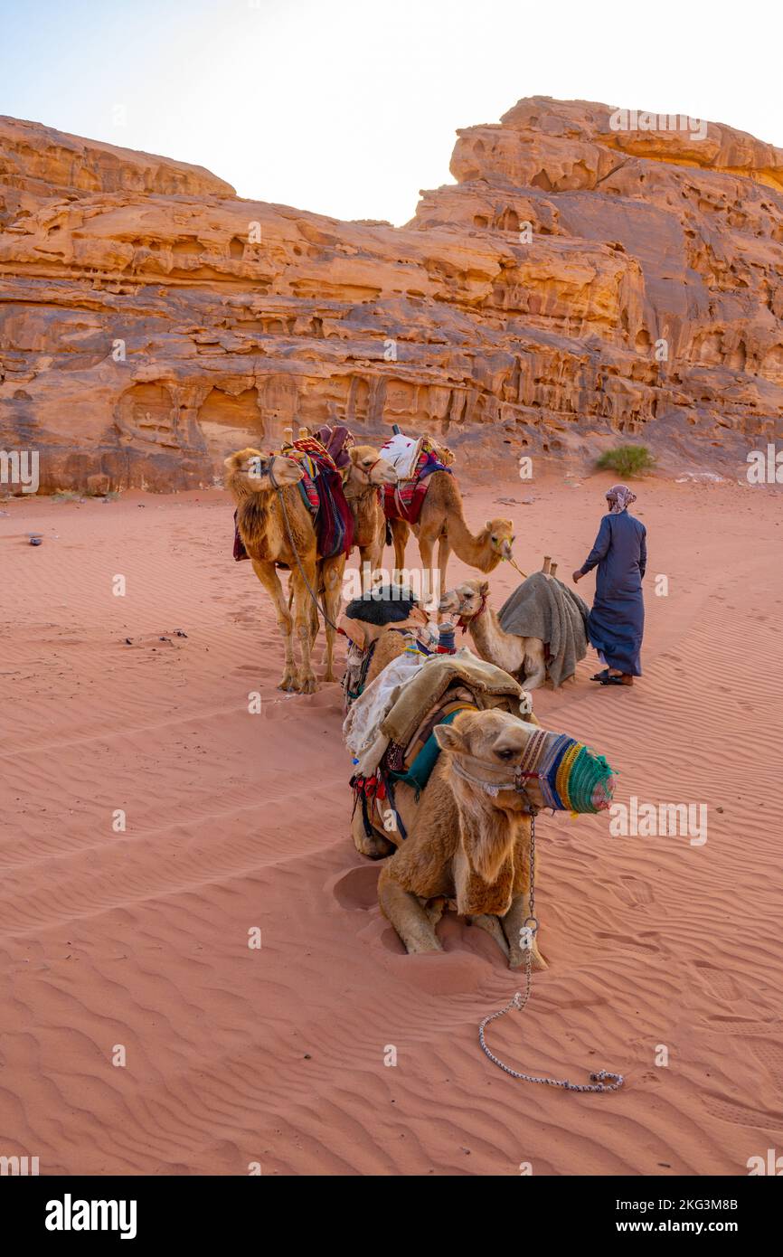 Camels awaiting riders for an evening trek in Wadi Rum Jordan Stock Photo