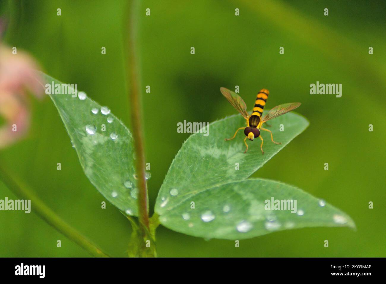 A macro of a long hoverfly on a green leaf Stock Photo