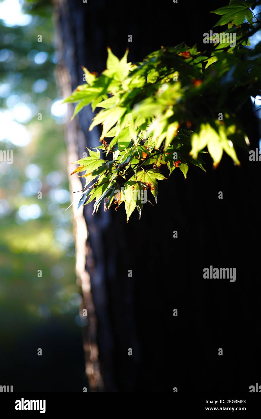Green tree leaves sunset hi-res stock photography and images - Alamy