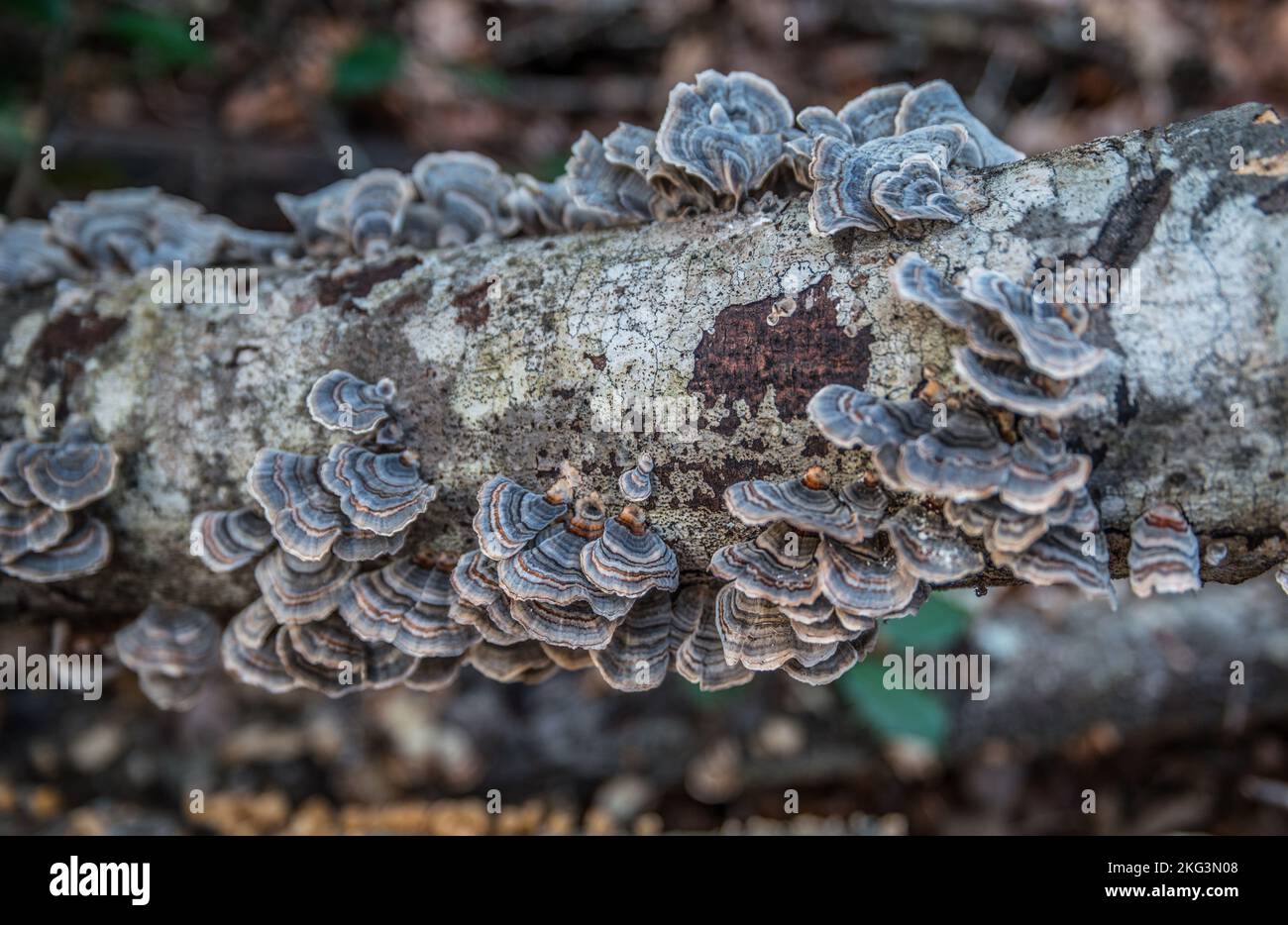 Colorful mushroom growth on a fallen tree limb common name turkey tail fungus in a forest closeup view Stock Photo