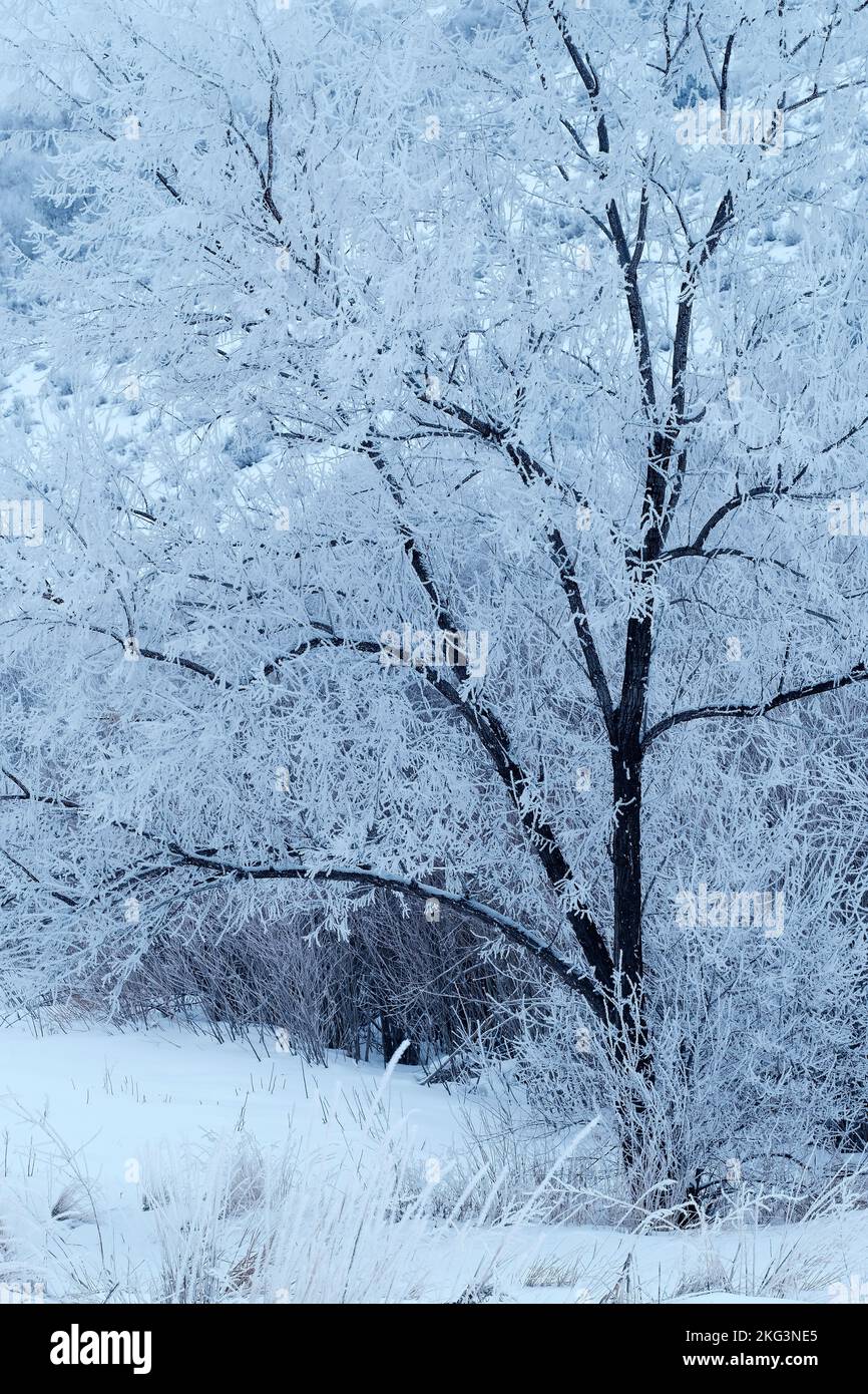 Winter frost covering tree and branches with snow and ice in the frosty cold Stock Photo