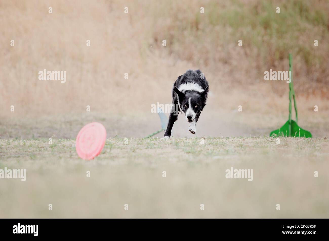 Dog catching flying disk in jump, pet playing outdoors in a park ...