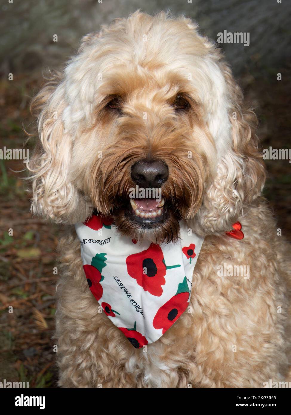 DEVON, ENGLAND - NOVEMBER 13 2022: Remembrance Day dog, Lest we forget. Stock Photo