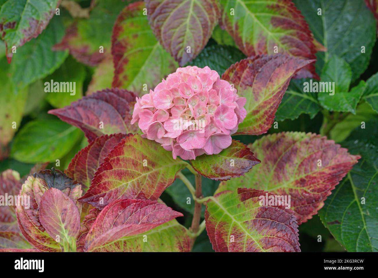 Hortensia blossom (Genus Hydrangea) with discolored leafs in fall. Stock Photo