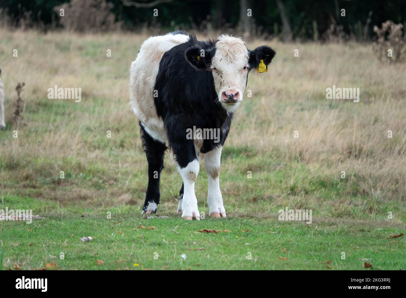 close up portrait of a black and white calf Stock Photo Alamy