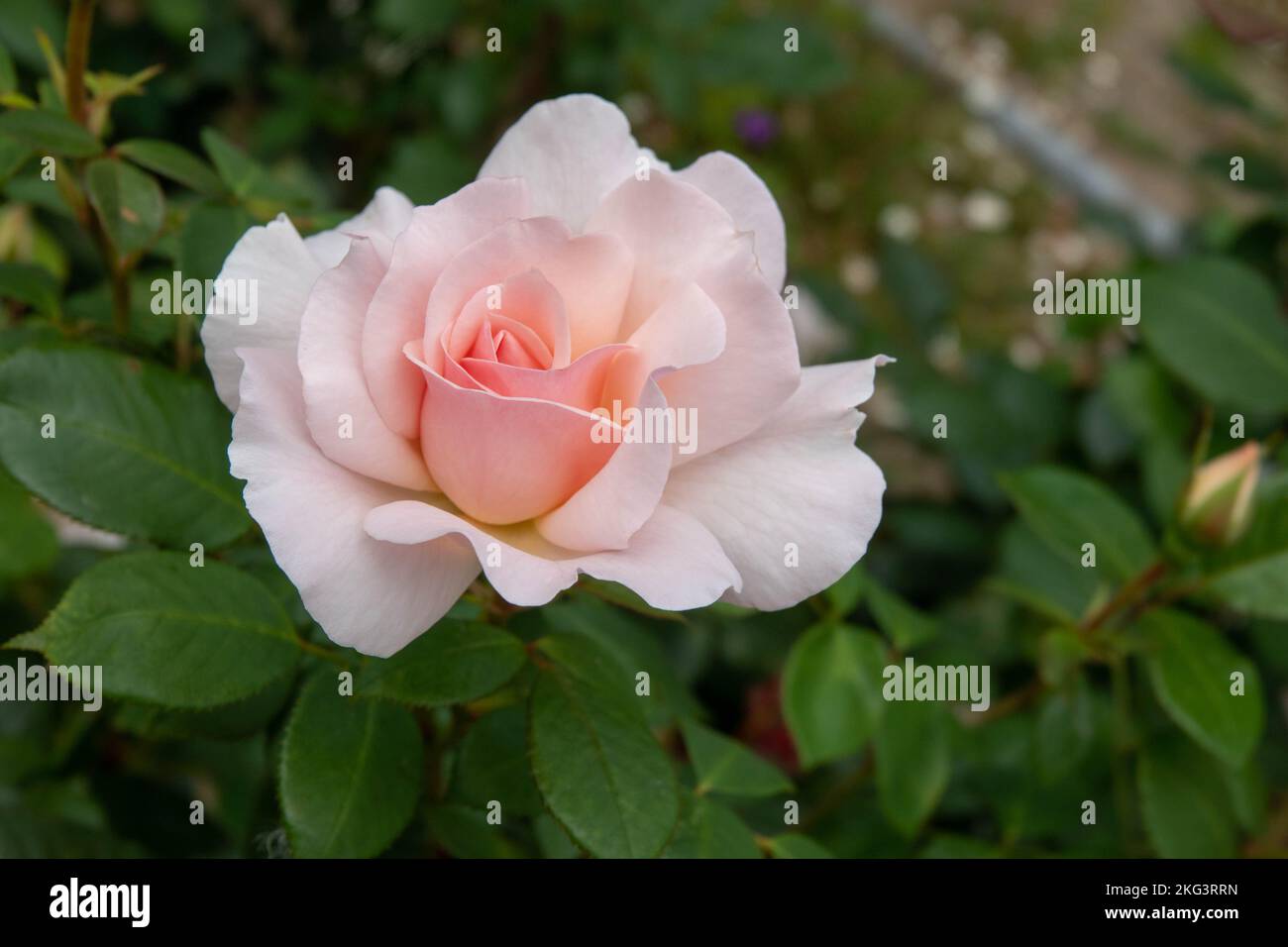 pretty pink rose coming into bloom Stock Photo Alamy