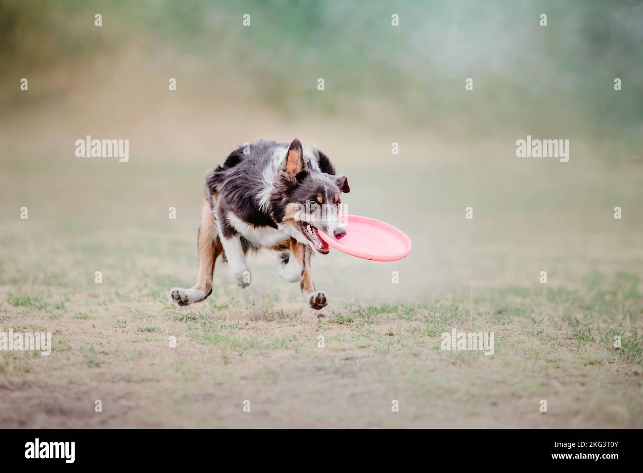Dog catching flying disk in jump, pet playing outdoors in a park ...