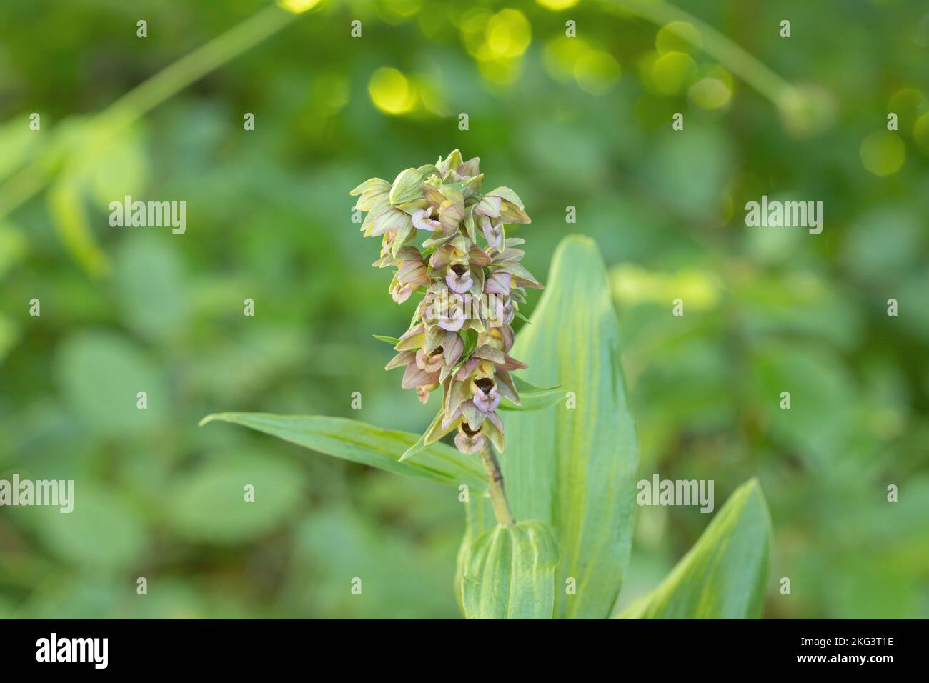 Blooming broad-leaved helleborine (Epipactis helleborine). Stock Photo