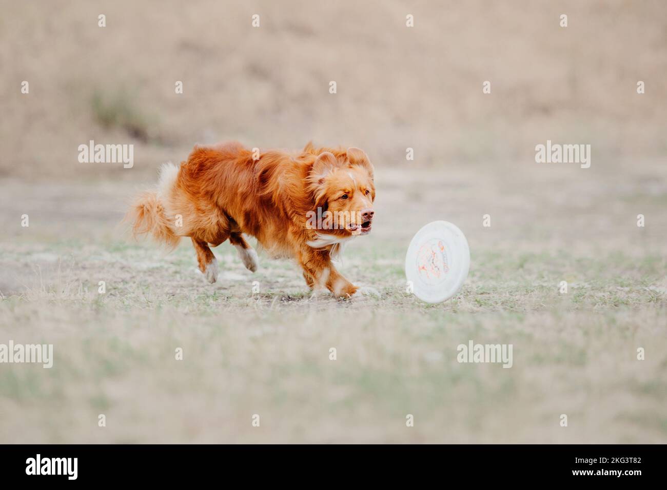 Dog catching flying disk in jump, pet playing outdoors in a park ...