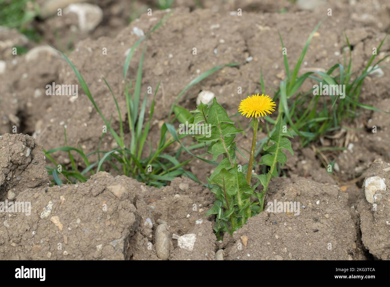 Dandelion (Genus taraxacum) grows on soil in a plowed field. Stock Photo