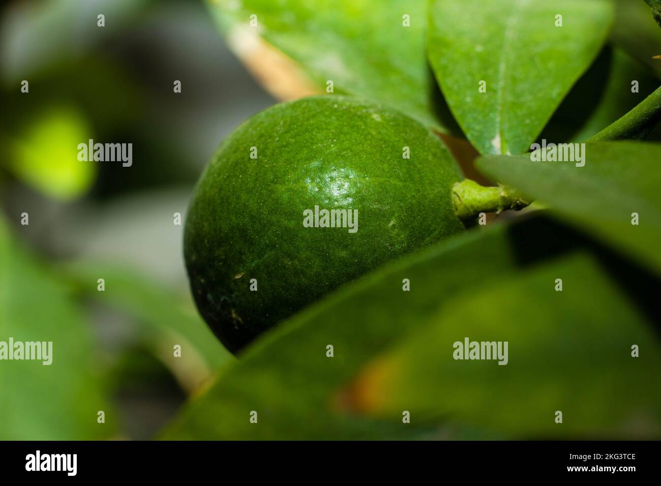 Green organic lime citrus fruit hanging on tree,Macro photos limes tree
