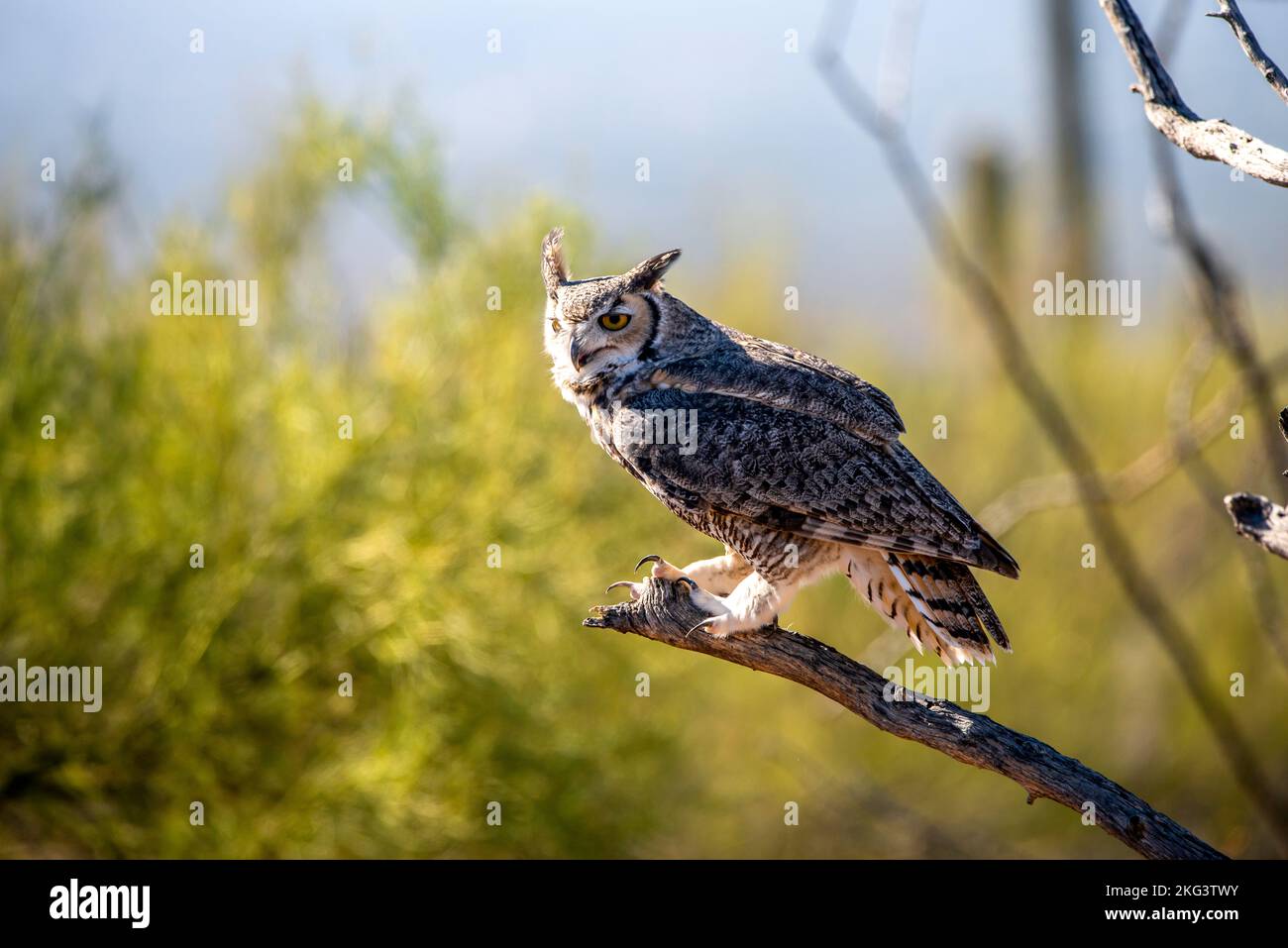 great Horned Owl Stock Photo Alamy