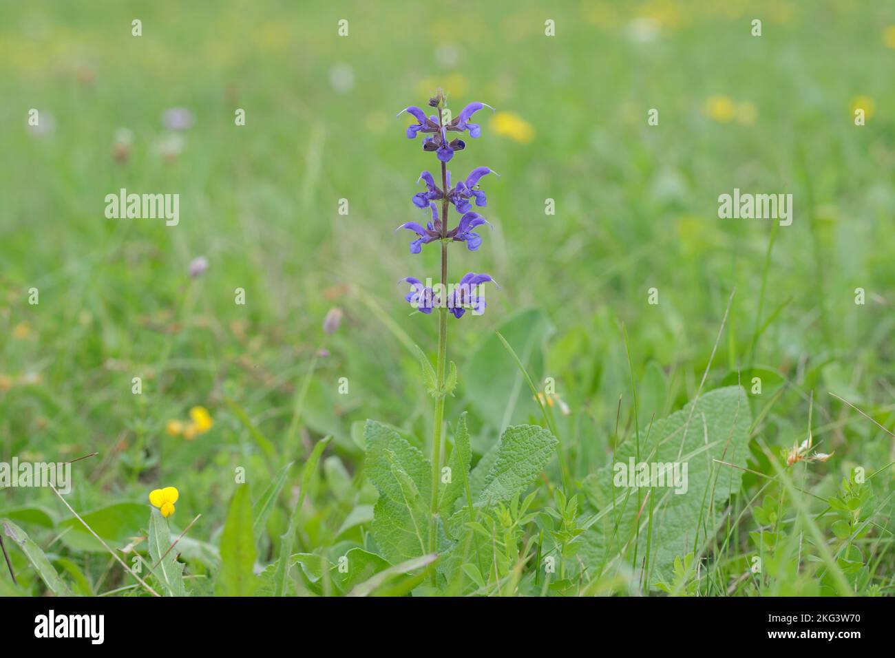 Meadow clary (Salvia pratensis) in a natural meadow. Stock Photo