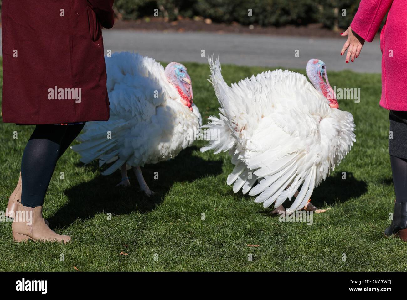 Washington, United States. 21st Nov, 2022. The National Thanksgiving Turkeys walk on the South Lawn before being pardoned during a ceremony on Monday, November 21, 2022, on the South Lawn of the White House in Washington, DC. The two turkeys are from North Carolina and their names are 'Chocolate' and 'Chip.' Photo by Oliver Contreras/UPI Credit: UPI/Alamy Live News Stock Photo