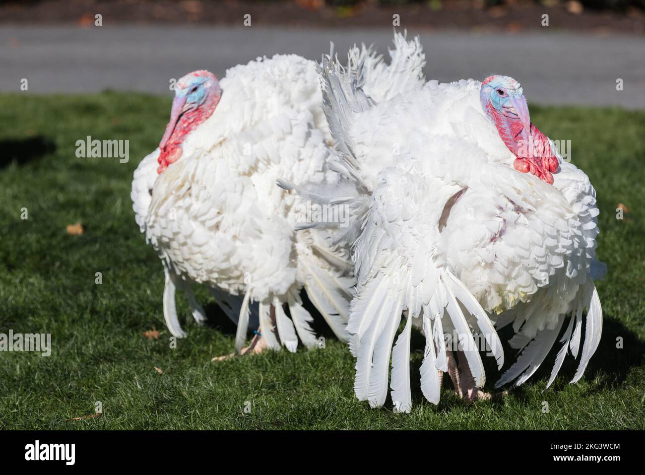 Washington, United States. 21st Nov, 2022. The National Thanksgiving Turkeys walk on the South Lawn before being pardoned during a ceremony on Monday, November 21, 2022, on the South Lawn of the White House in Washington, DC. The two turkeys are from North Carolina and their names are 'Chocolate' and 'Chip.' Photo by Oliver Contreras/UPI Credit: UPI/Alamy Live News Stock Photo