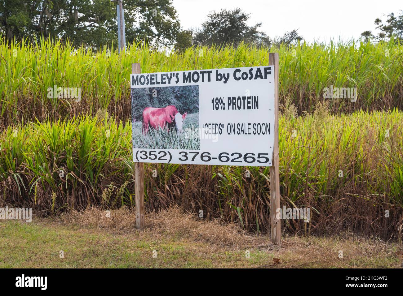 Moseley's Mott by CoSAF is a forage grass of the highest quality for beef and is a new cultivar of Pennesetum Purpureum or elephant grass from Africa. Stock Photo