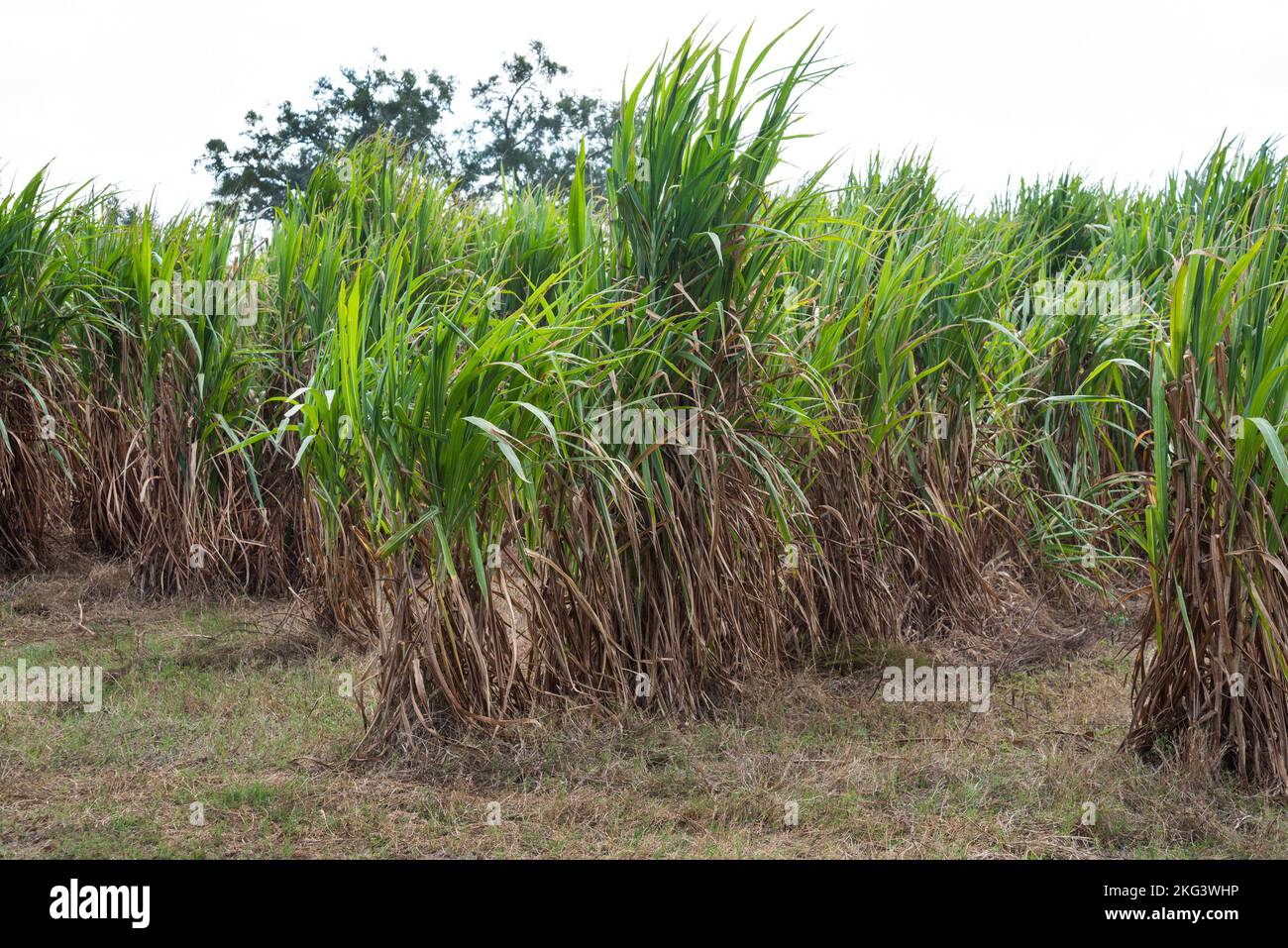 Elephant Grass or Pennesetum Purpureum is growing in North Central Florida as an experimental and renewable source of biomass energy. Stock Photo