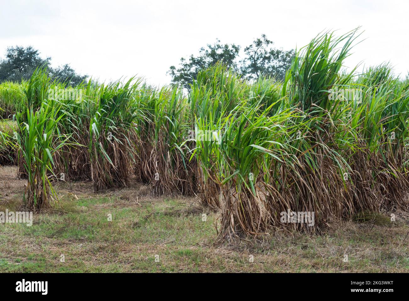 Elephant Grass or Pennesetum Purpureum is growing in North Central Florida as an experimental and renewable source of biomass energy. Stock Photo