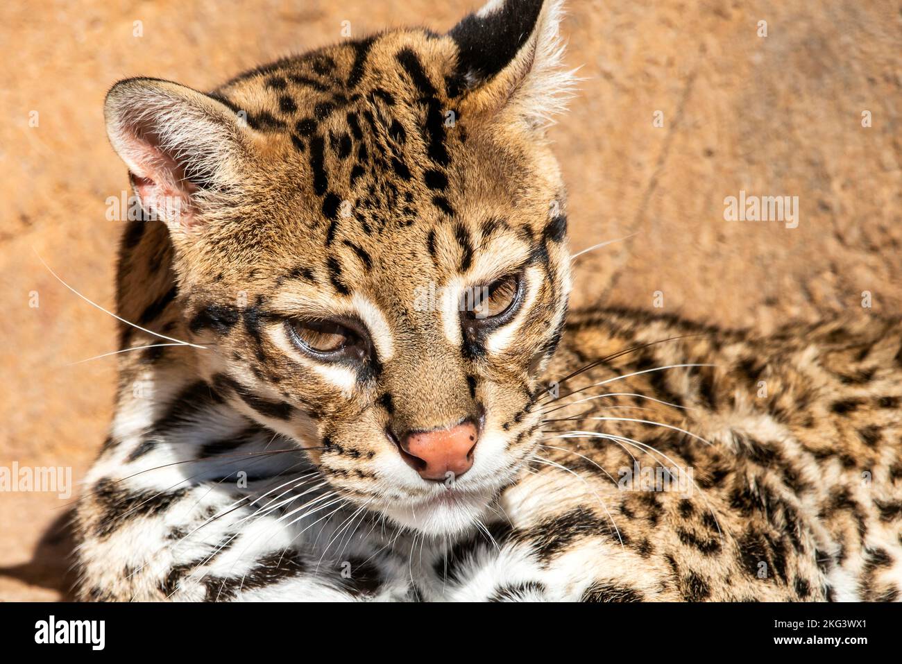 An Ocelot portrait Stock Photo - Alamy