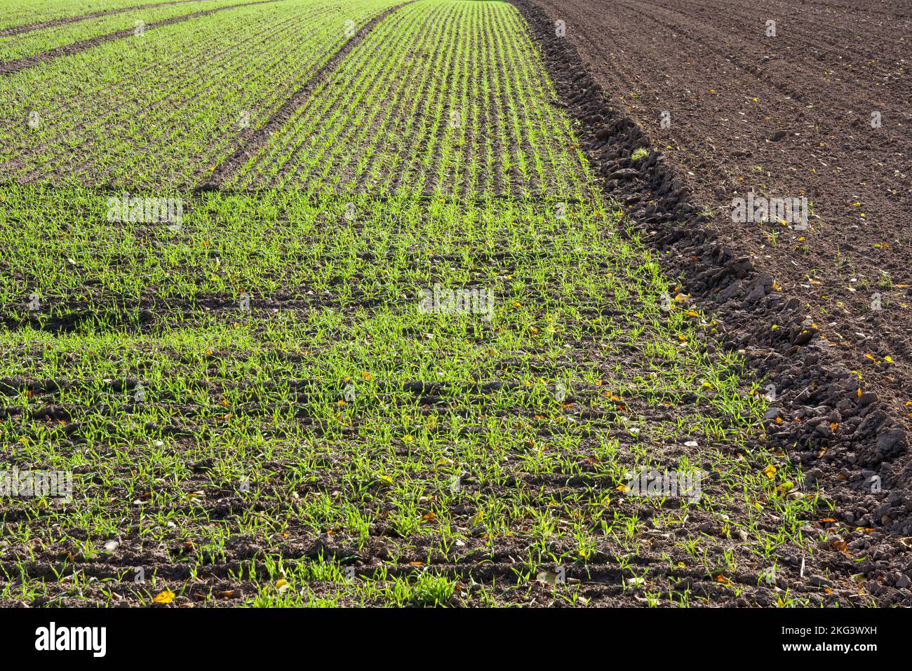 A barley field in October, Wesertal, Weserbergland; Germany Stock Photo