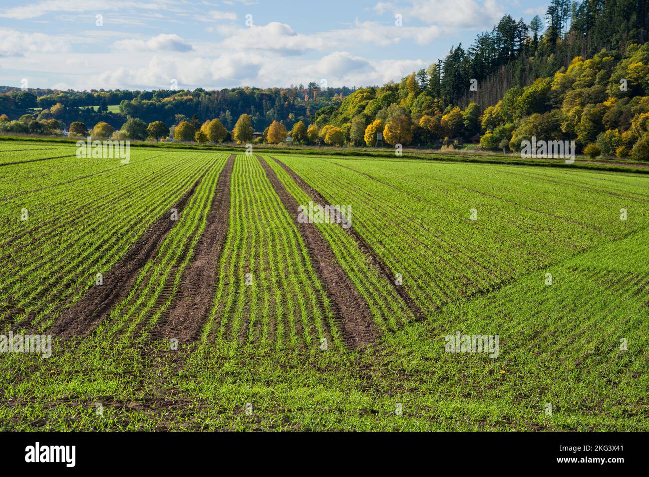 A barley field in October, Wesertal, Weserbergland; Germany Stock Photo