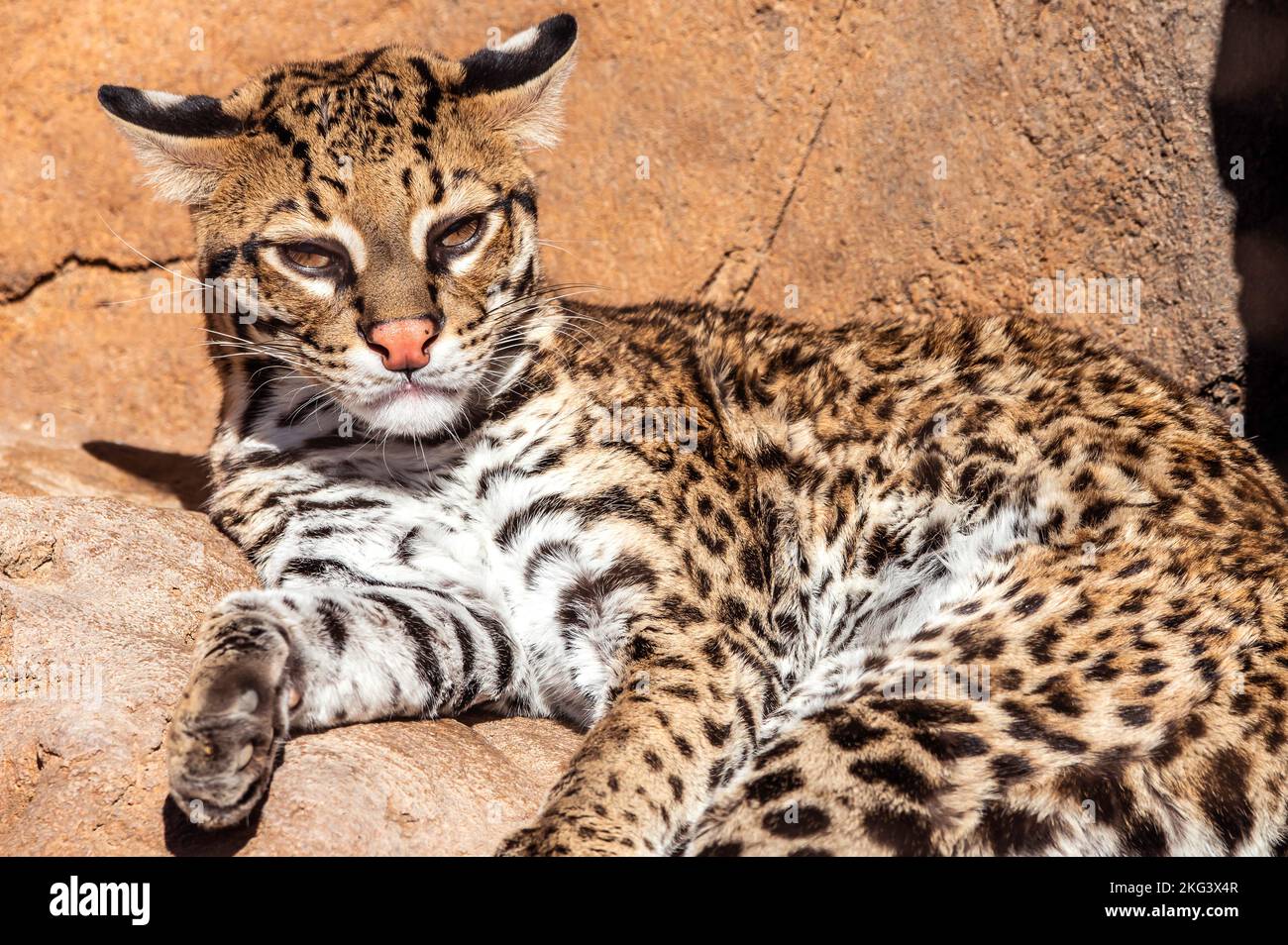 Ocelot illustration endangered ocelot leopardus hi-res stock ...