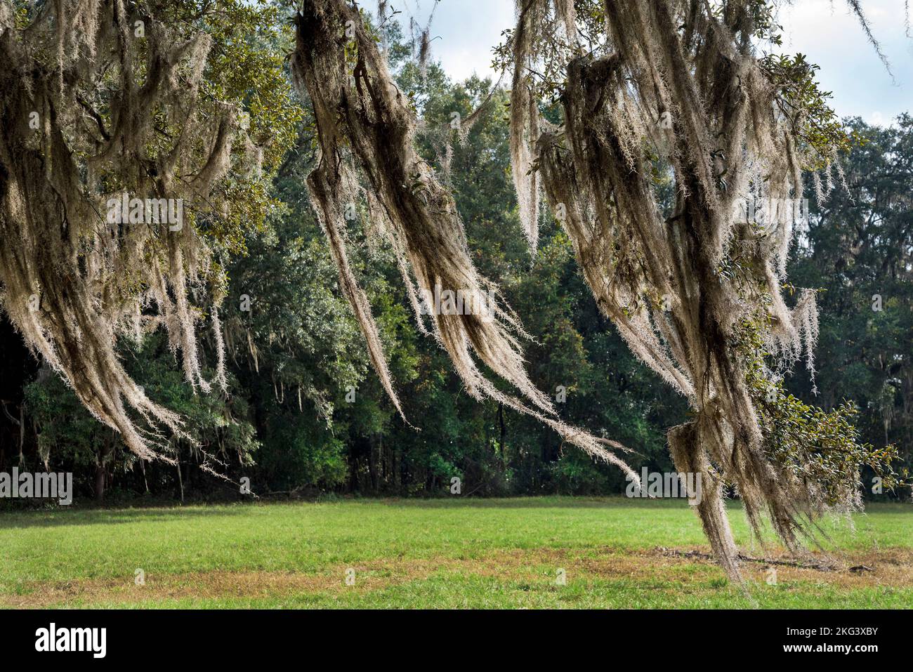 Oak trees dripping with Spanish Moss in North Central Florida Stock Photo Alamy