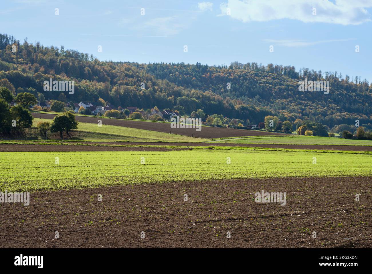 A barley field in October, Wesertal, Weserbergland; Germany Stock Photo