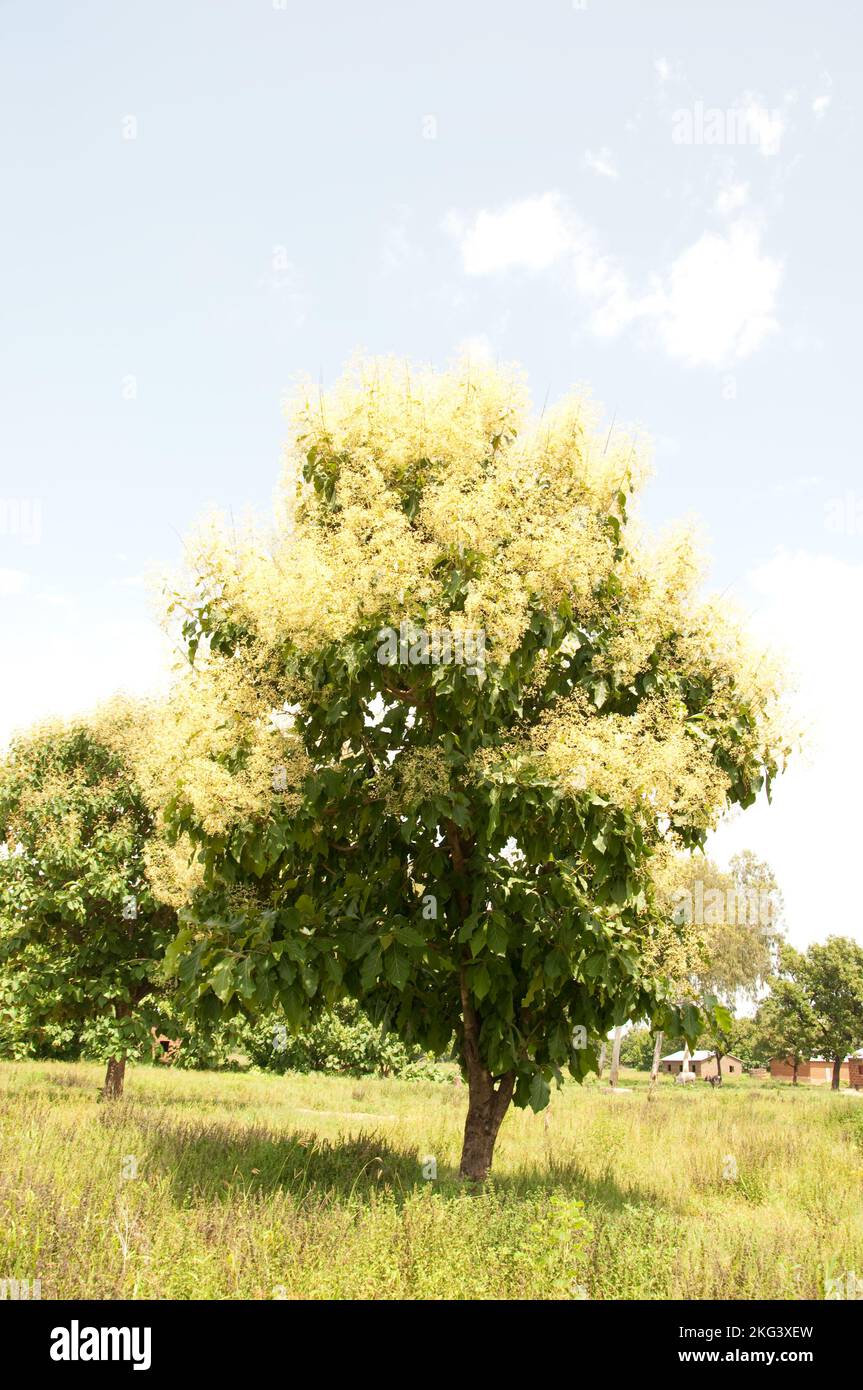 Teak trees iin flower can be found all over Atacora in July/August, resembling a golden haze. Stock Photo