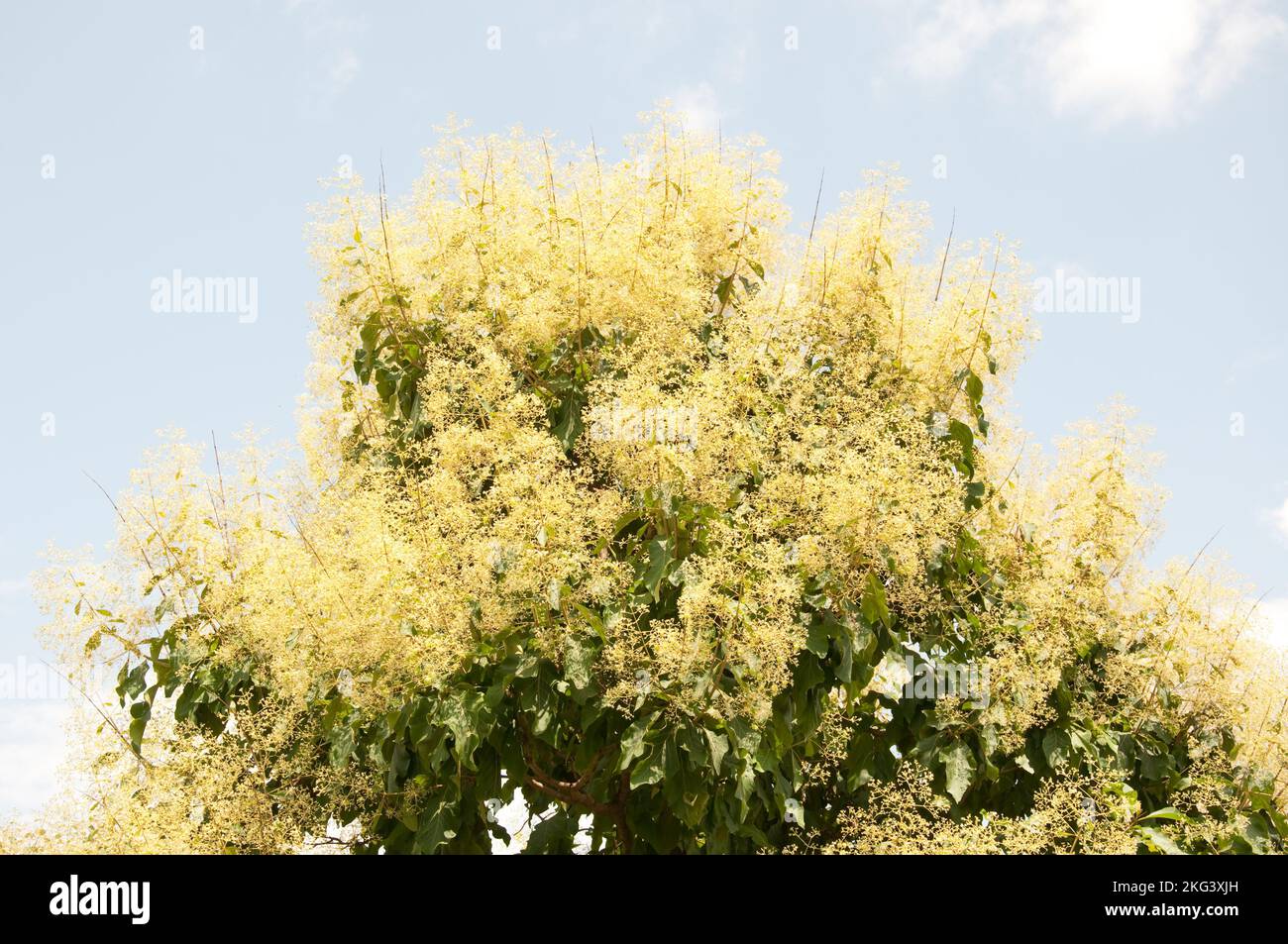 Flowering teak trees can be seen all over Atacora in July and August, looking like a golden haze. Stock Photo