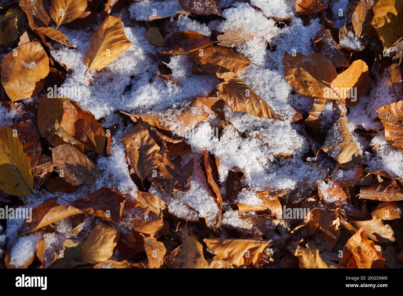 IcyLeaves,WinterWonderland SnowyLeaves WinterScenery Snowfall FrostyLeaves WinterNature SnowAndLeaves ColdWeather WinterLandscape SnowyDay IcyLeaves Stock Photo