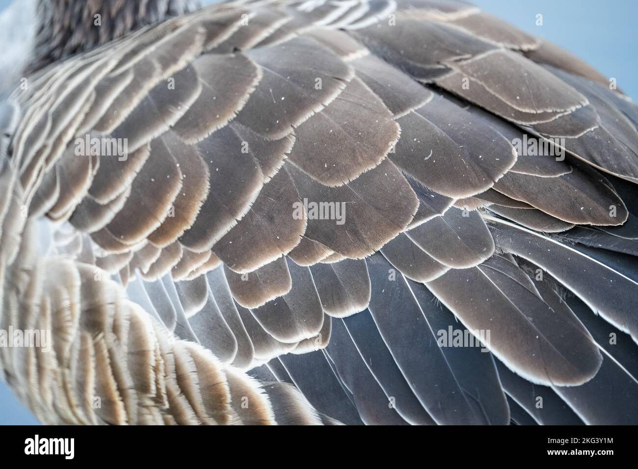 A closeup of the plumage of a duck Stock Photo