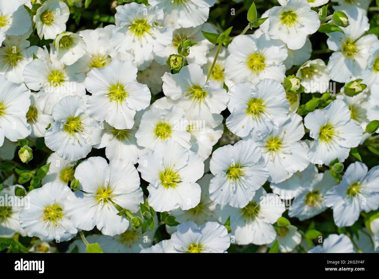 A closeup of mountain sandwort, Arenaria Montana, a flowering plant with white flowers. Stock Photo