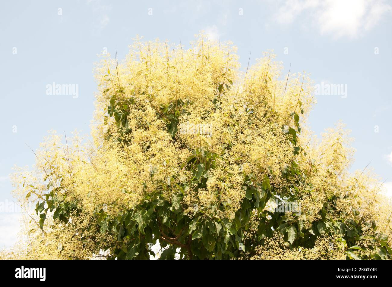 Teak tree in flower hi-res stock photography and images - Alamy