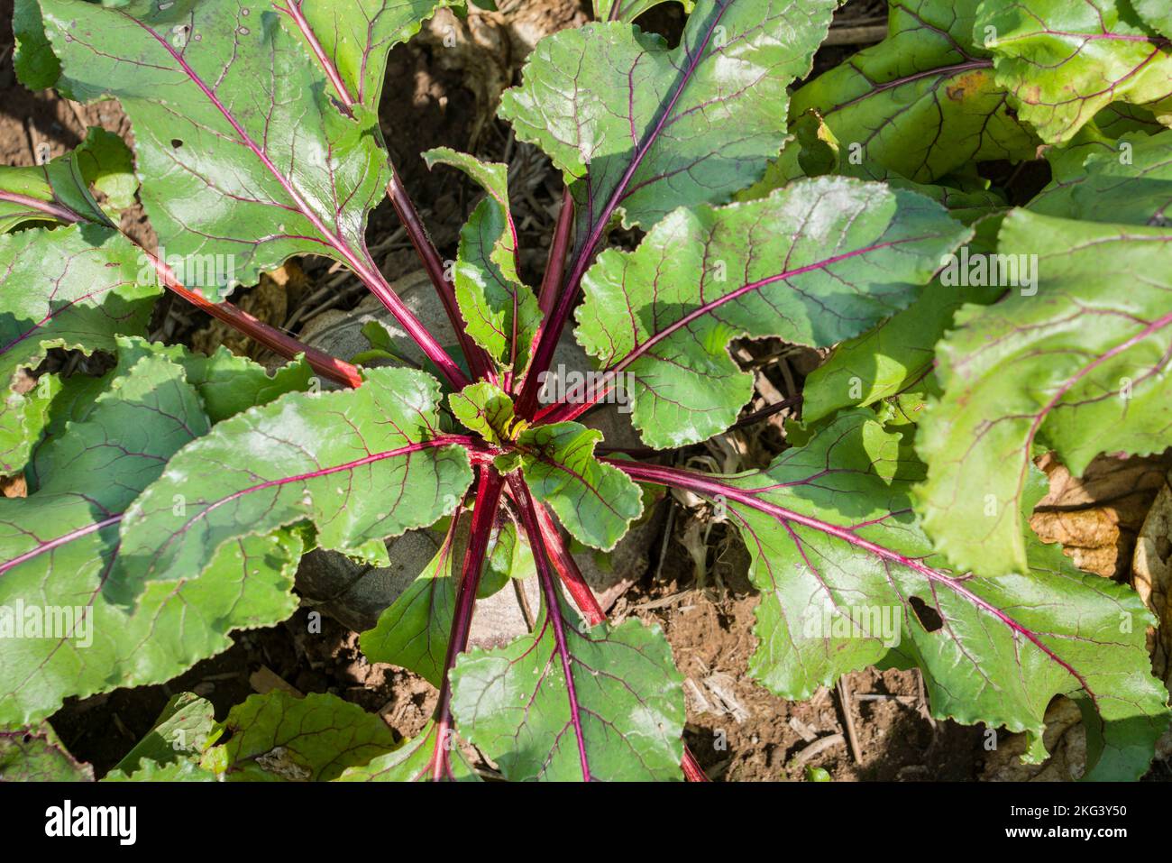 A field with beetroot in September, Weserbergland; Germany Stock Photo