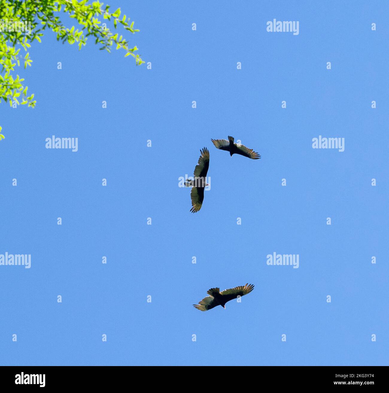 Turkey Vultures circling around, above Spring growth of laurel oak tree, in North Central Florida. Stock Photo