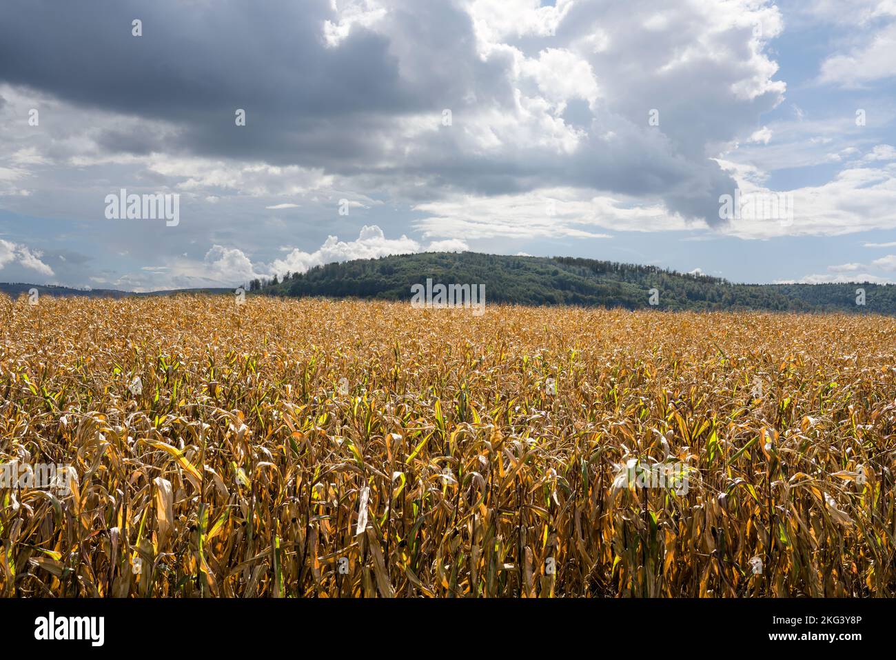 cornfield in September, Weserbergland; Germany Stock Photo